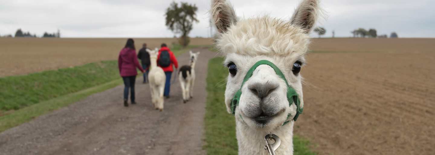 Alpaka-Wanderung mit Alpaka im Vordergrund