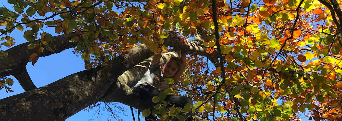 Die mächtigen Buchen sind im Herbst besonders schön.