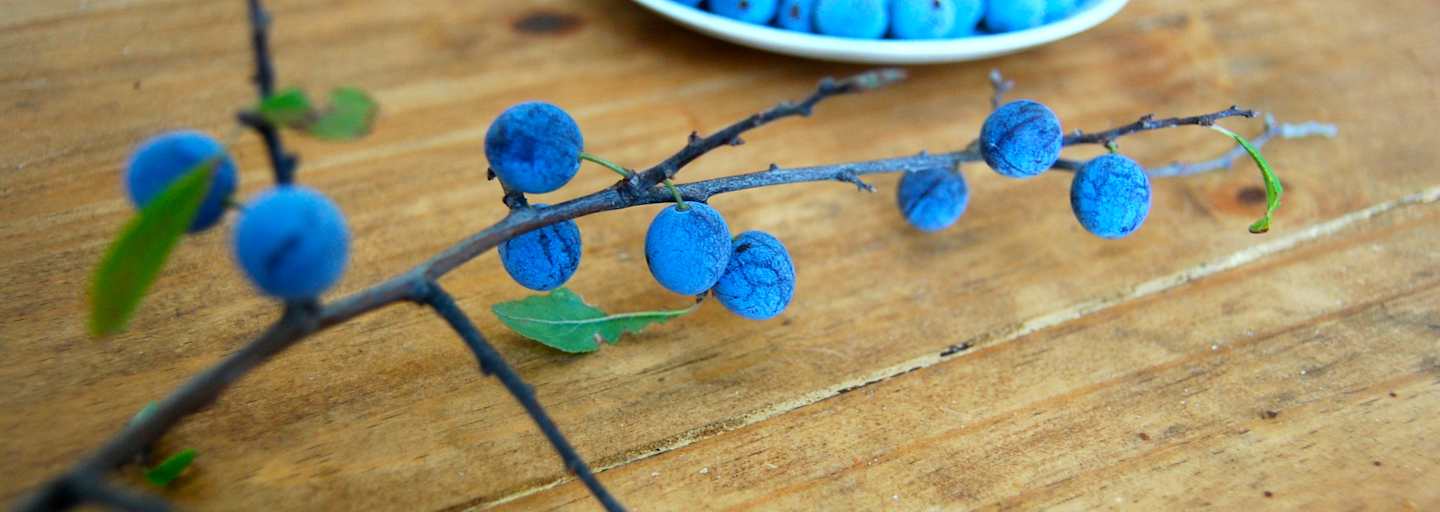 Der Schlehdorn, auch als Schlehendorn, Schlehe, Heckendorn, Schwarzdorn oder Deutsche Akazie bezeichnet, zählt zu den Steinobstgewächsen innerhalb der Familie der Rosengewächse