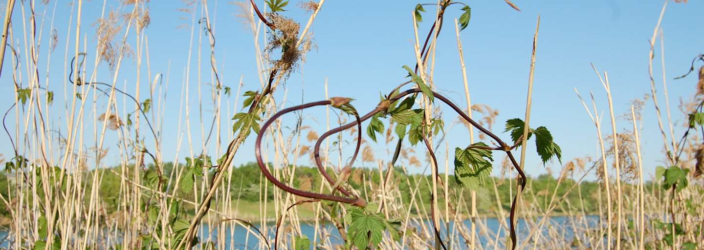 Selbstgemacht: Wilder Spargel