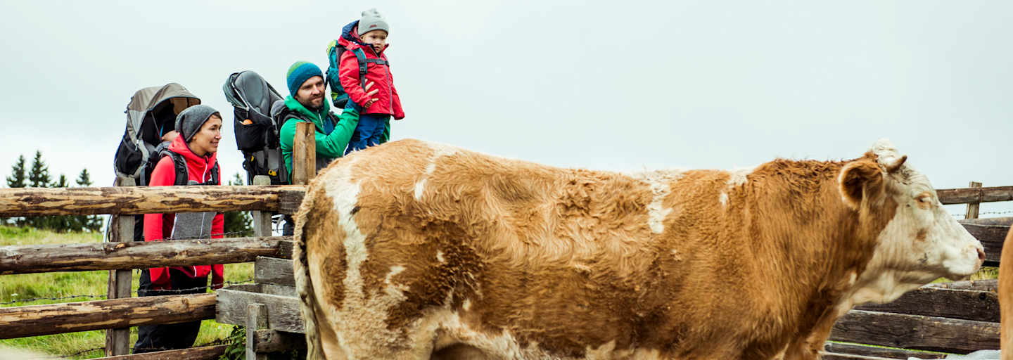 Teichalm Rinderzucht Wandern