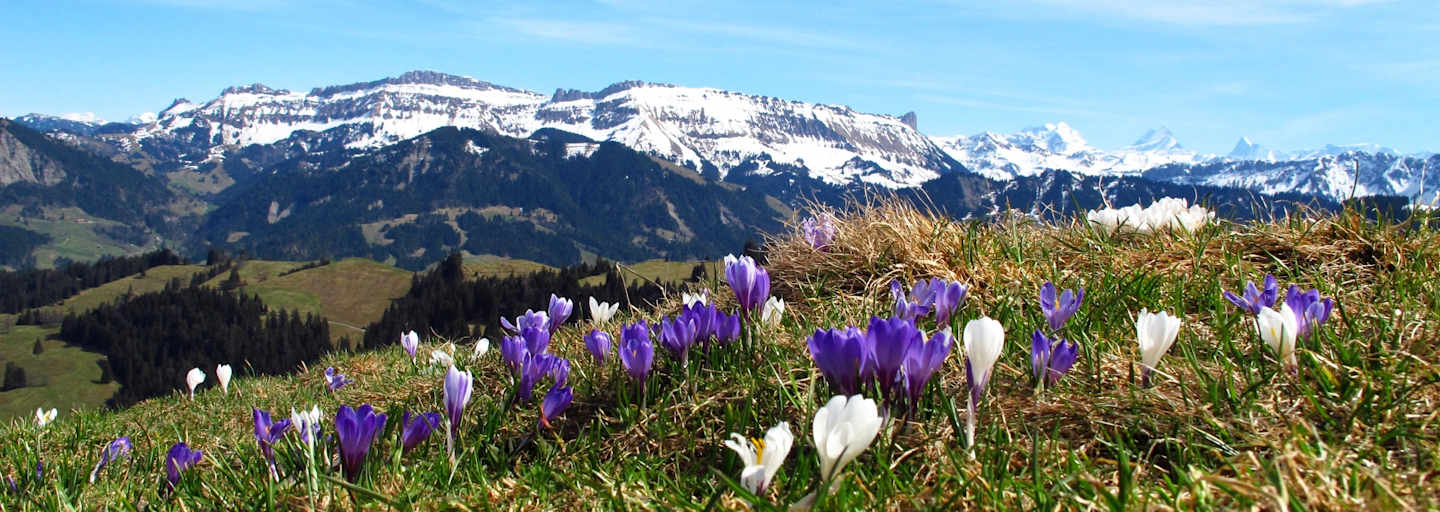 Krokusse auf Rämisgummen – Im Hintergrund die verschneite Schratteflue und Berner Alpen