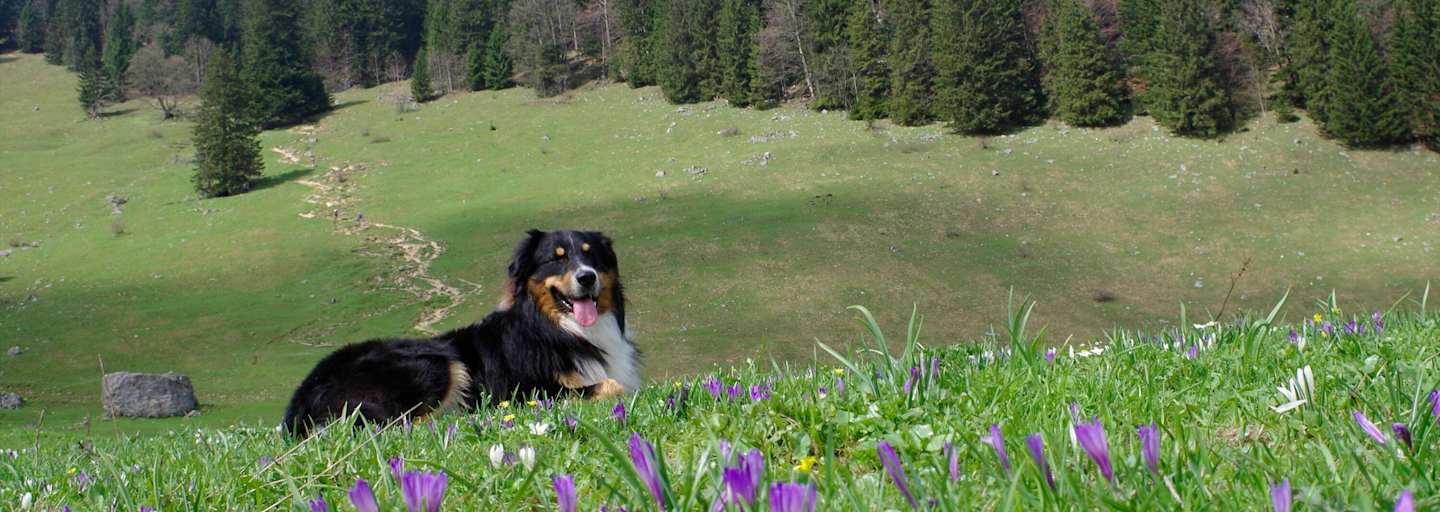 Heuberg: Wandern mit Hund