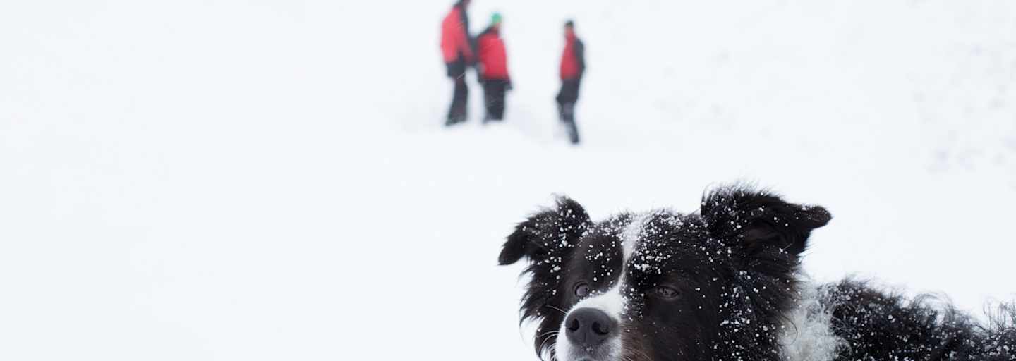 Lawinenhund Tirol