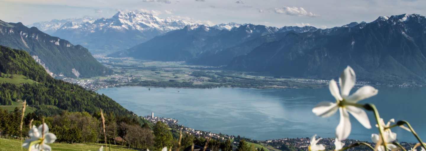 Der Narzissenweg: Blütenpracht und sagenhafte Aussicht auf den Genfersee