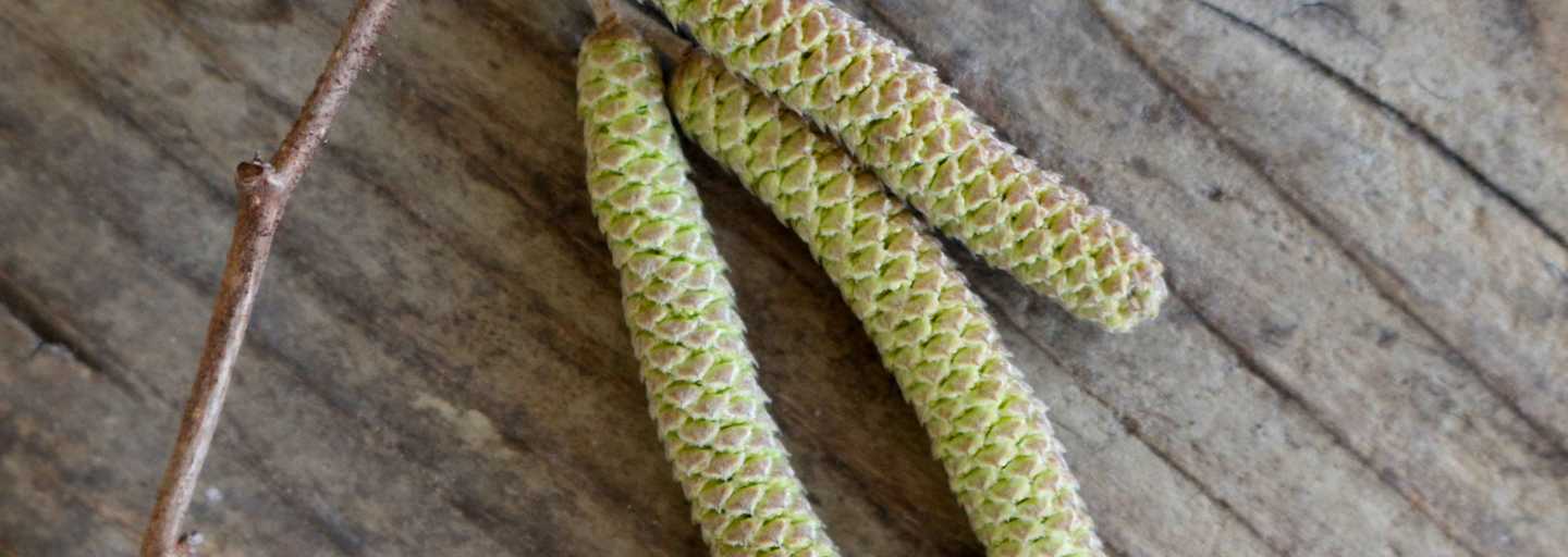Öffnen sich die Haselkätzchen im Frühling, dann werden die vielen Einzelblüten sichtbar