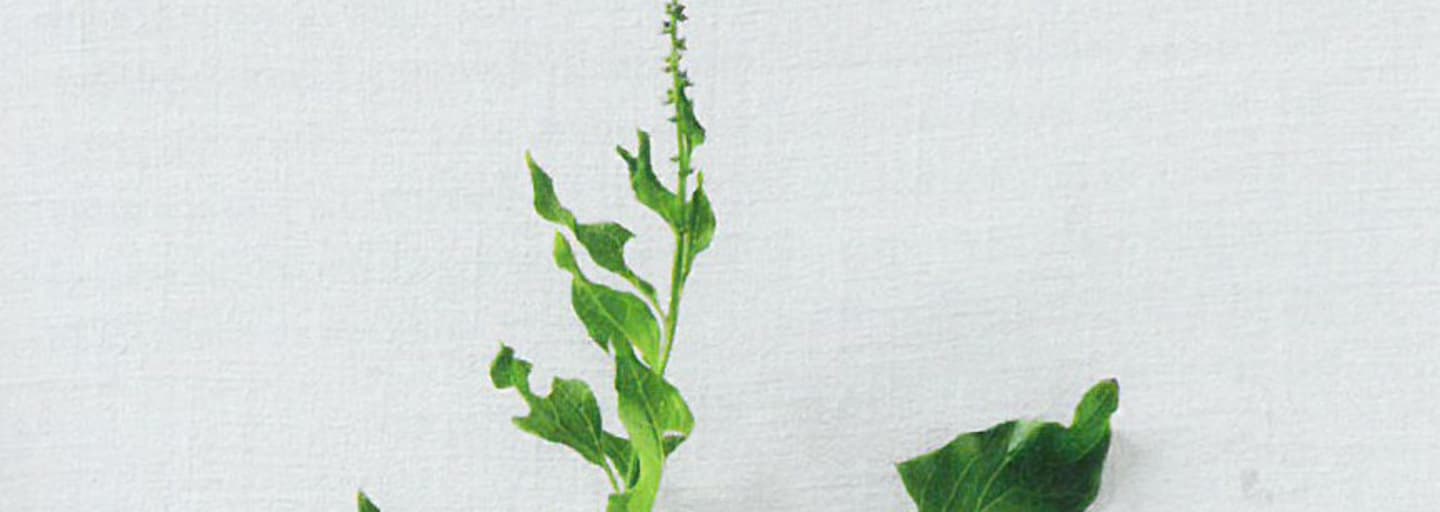 Alpine Delikatesse: Guter Heinrich