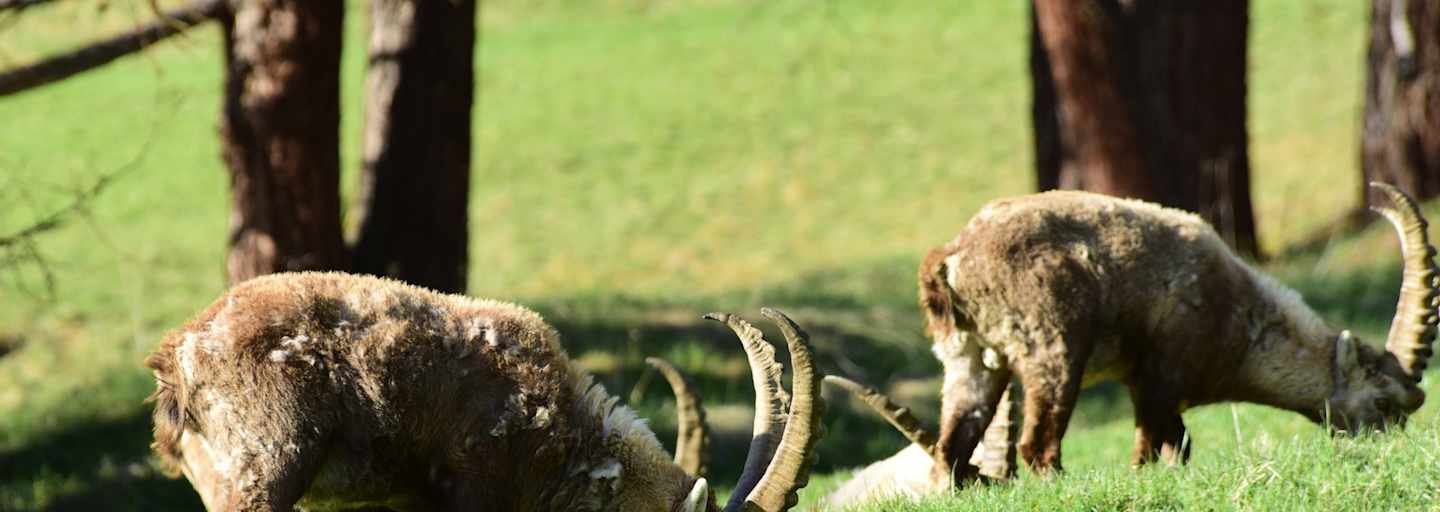 Steinböcke direkt am Dorfrand von Pontresina