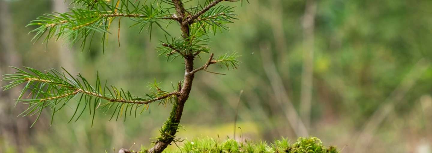 Terra-Mater-Wald-Setzling