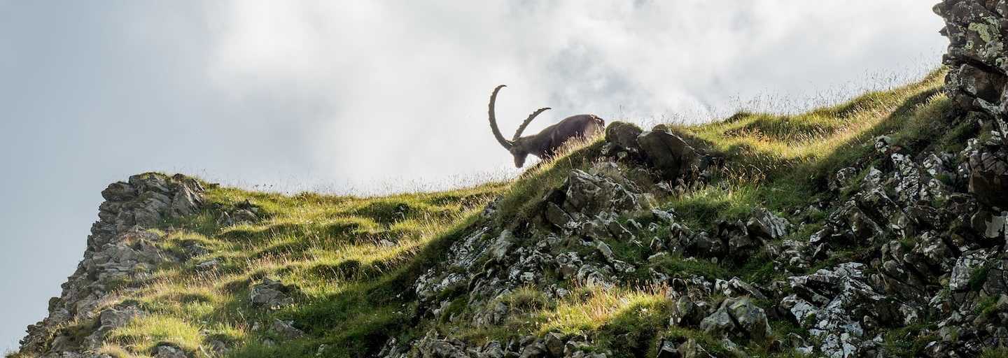Den Steinbock bekommt man am Steinbock-Trek am Brienzer Rothorn häufig zu Gesicht.