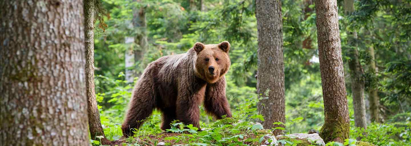 Unwahrscheinlich, aber nicht unmöglich: Beim Wandern in den Alpen auf einen Braunbären zu treffen