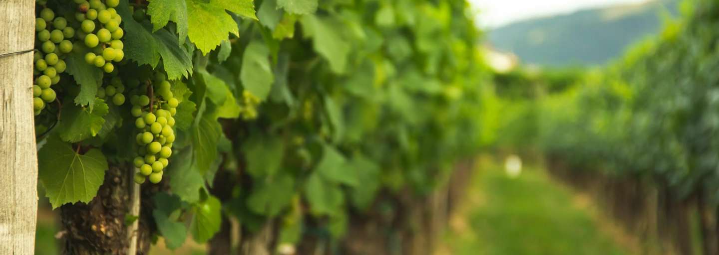 Weinreben