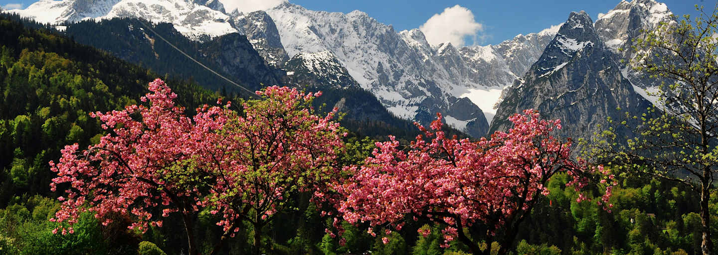 Frühling in den Bergen: Kirschblüte im bayerischen Wettersteingebirge