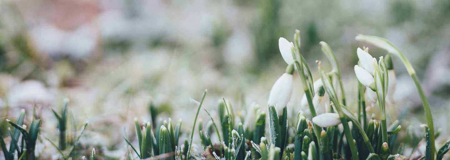 Schneeglöckchen