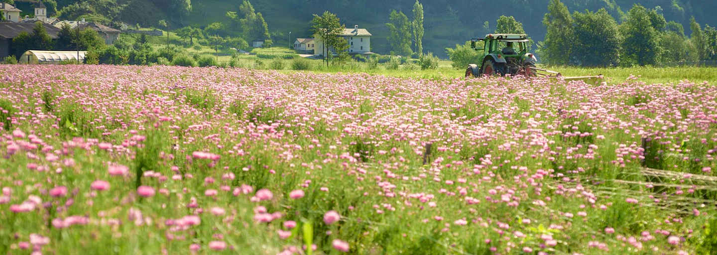 Ein Traktor auf der Kräuterwiese