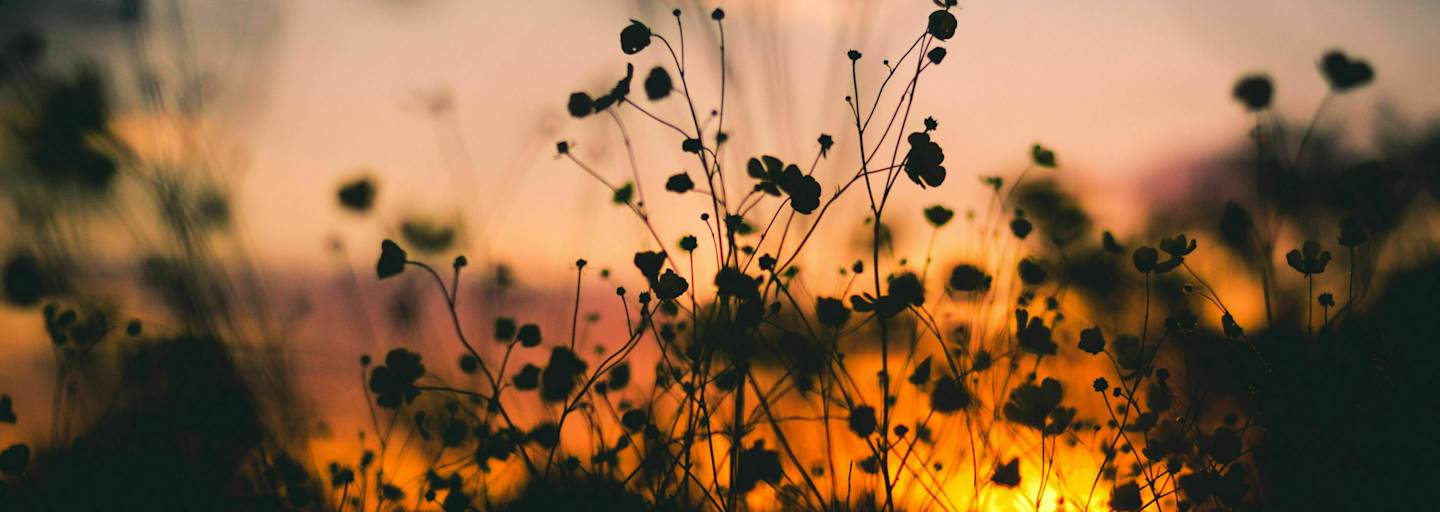 Ehrentag der Pflanze: Wildpflanzen & Heilkräuter