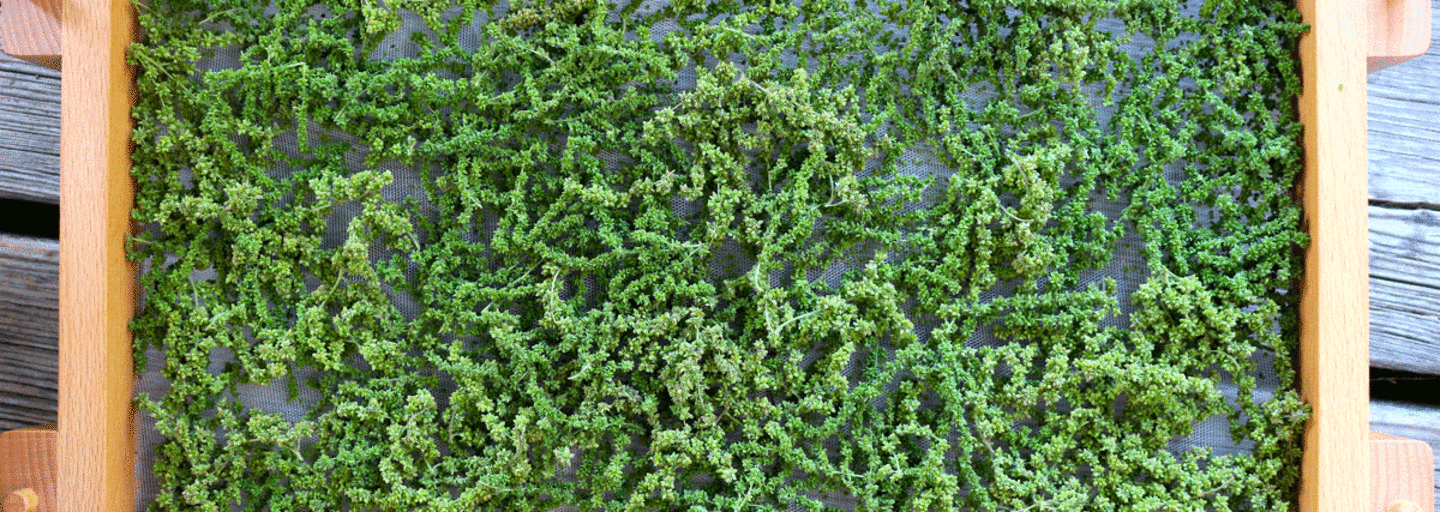 Für den Winter Vorrat können Brennnessel-Samen einfach selbst getrocknet werden.