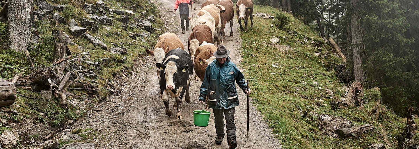 Der Almabtrieb am Ende des Sommers gehört der Tradition der Bergbauern an.
