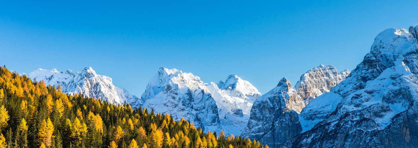 Wald: Belluno in Italien