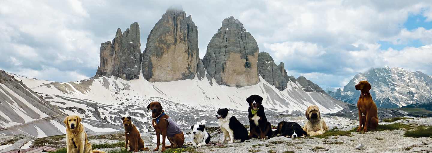 Neun Hunde vor den Drei Zinnen in den Dolomiten.