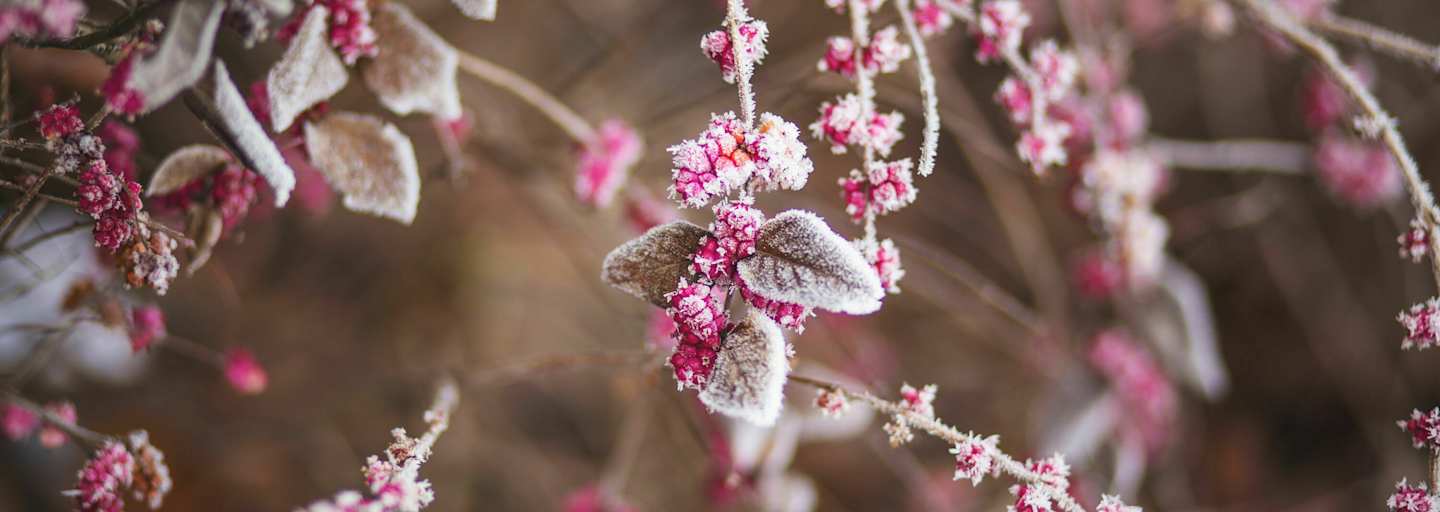 Frostfilm auf Blüten
