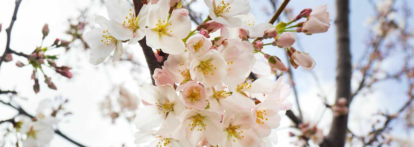 Wann kommt der Frühling?