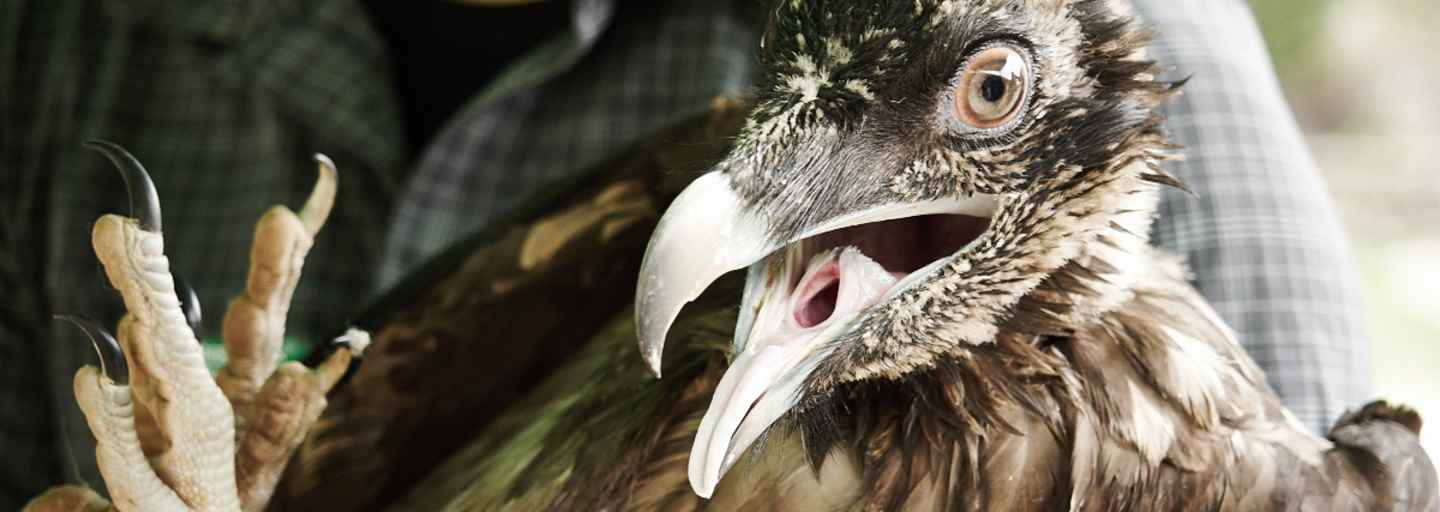 Bald wird der Geier in die Freiheit entlassen  