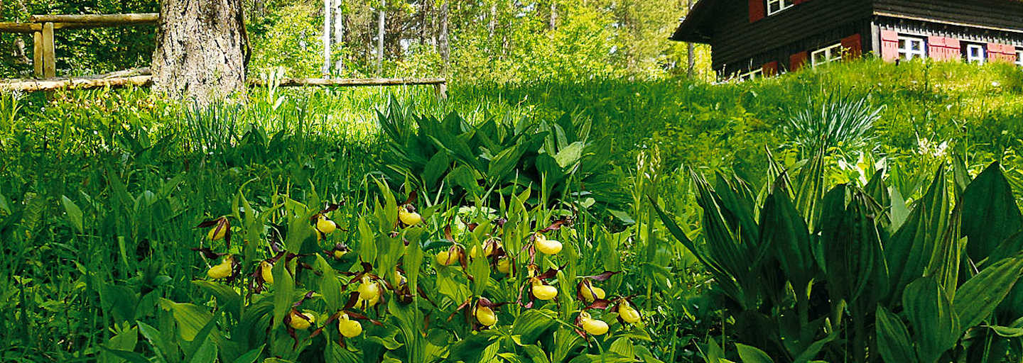 Orchideenparadies auf dem Hasenbuck: Wandern in Schaffhausen in der Schweiz