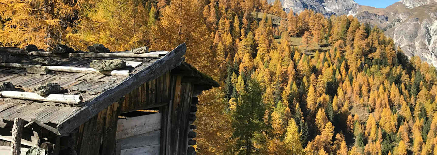 Goldgelbe Lärchen im Gschnitztal