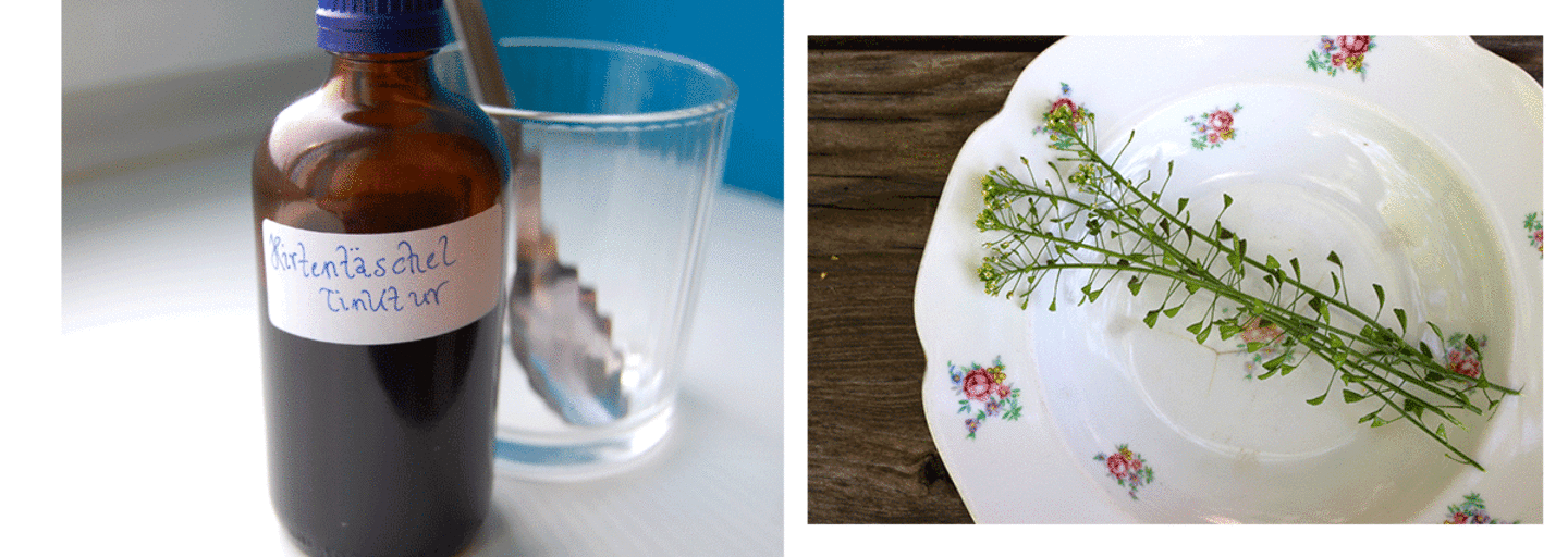 Capsella Bursa-Pastoris: Heilpflanze Hirtentäschel