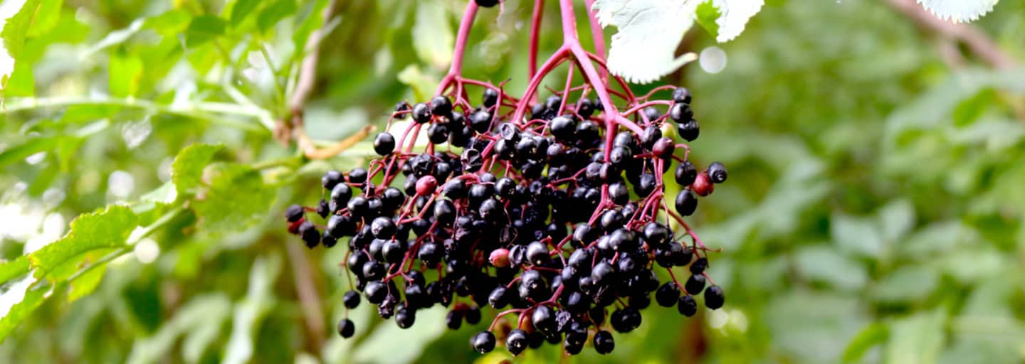 Der Holunder (Sambucus) zählt zur Familie der Moschuskrautgewächse und ist ab Ende Juli erntereif