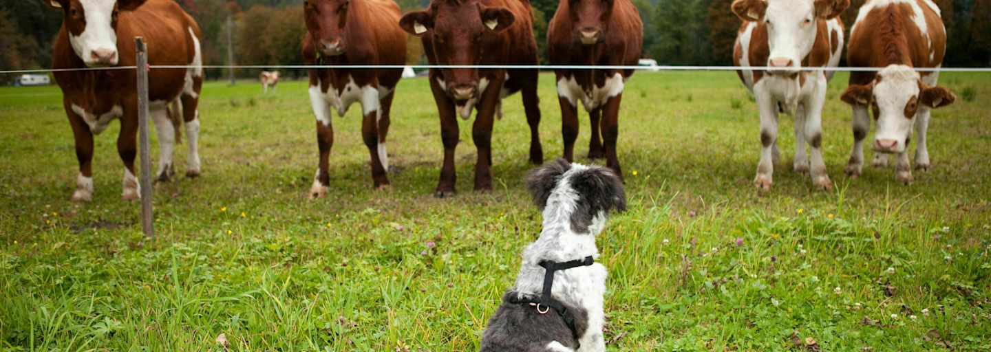 Hund und Kühe im Salzburger Land