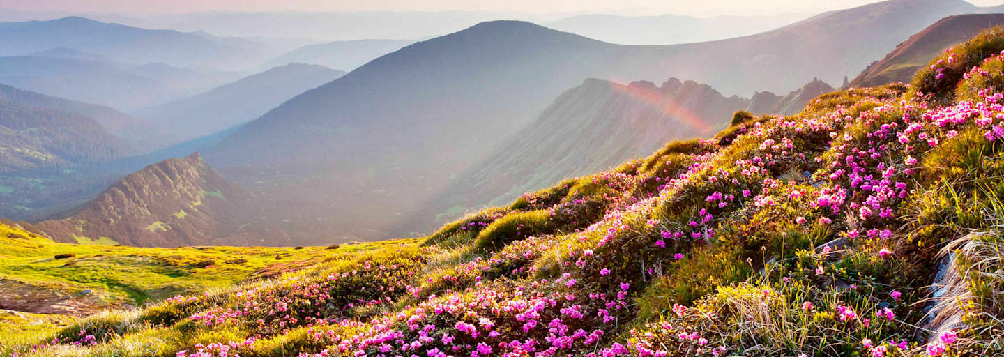 Allergie in den Alpen