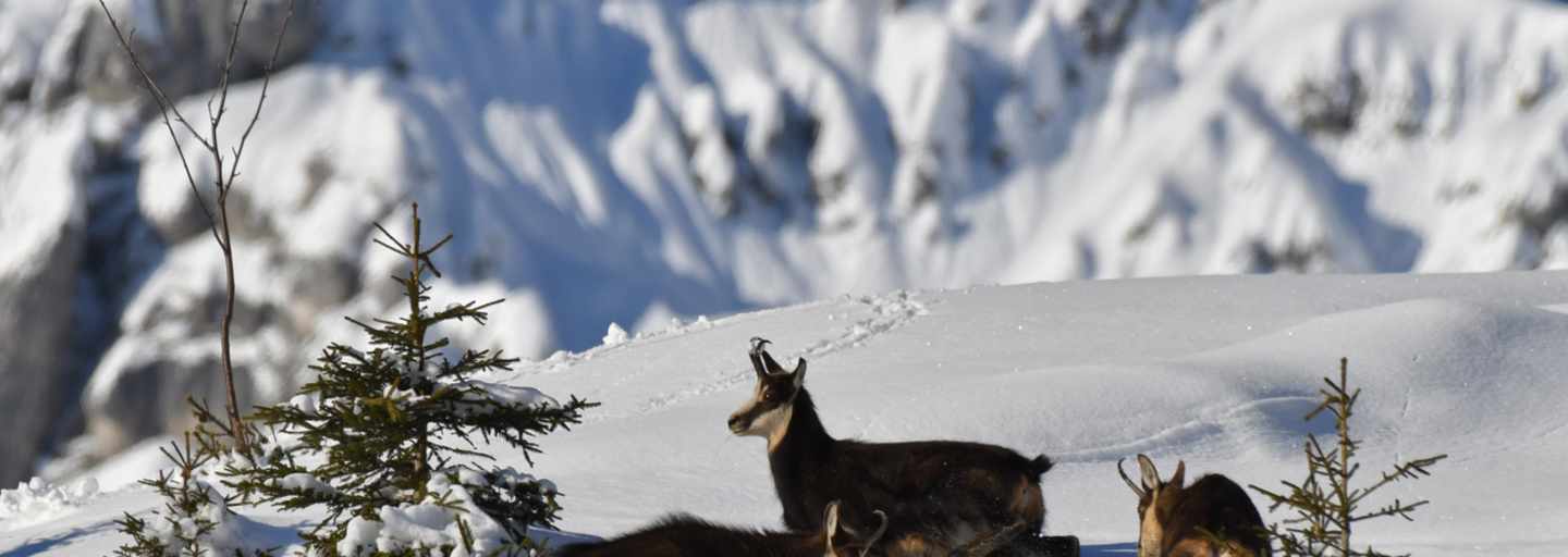 Gämsen sind gut an die winterlichen Bedingungen im Hochgebirge angepasst.