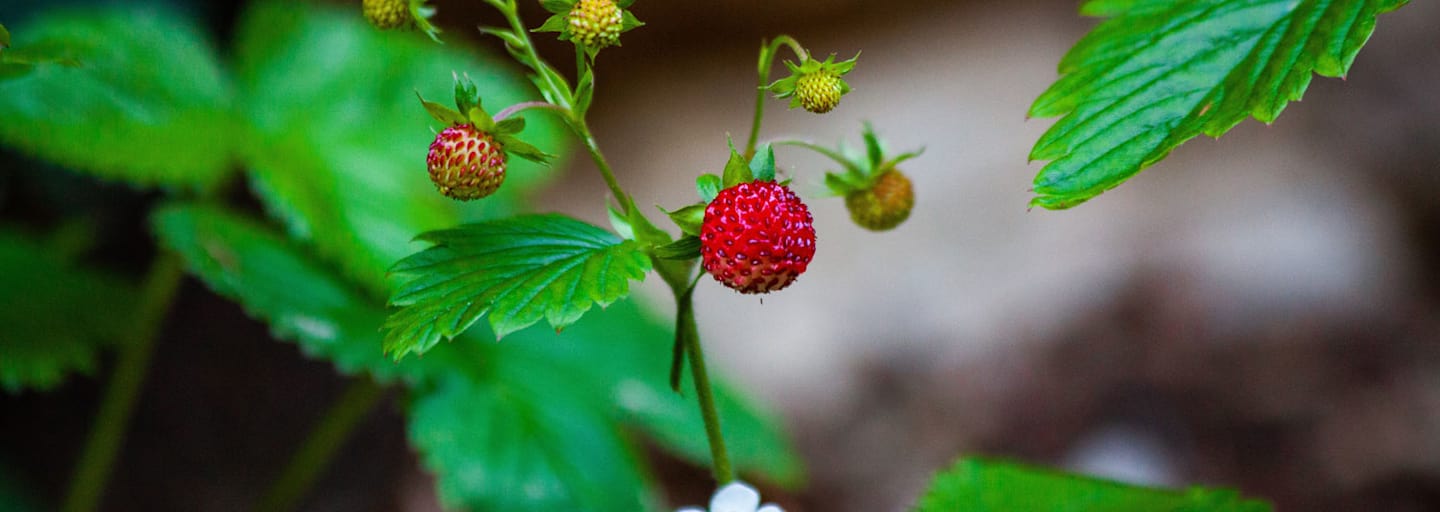 Walderdbeere