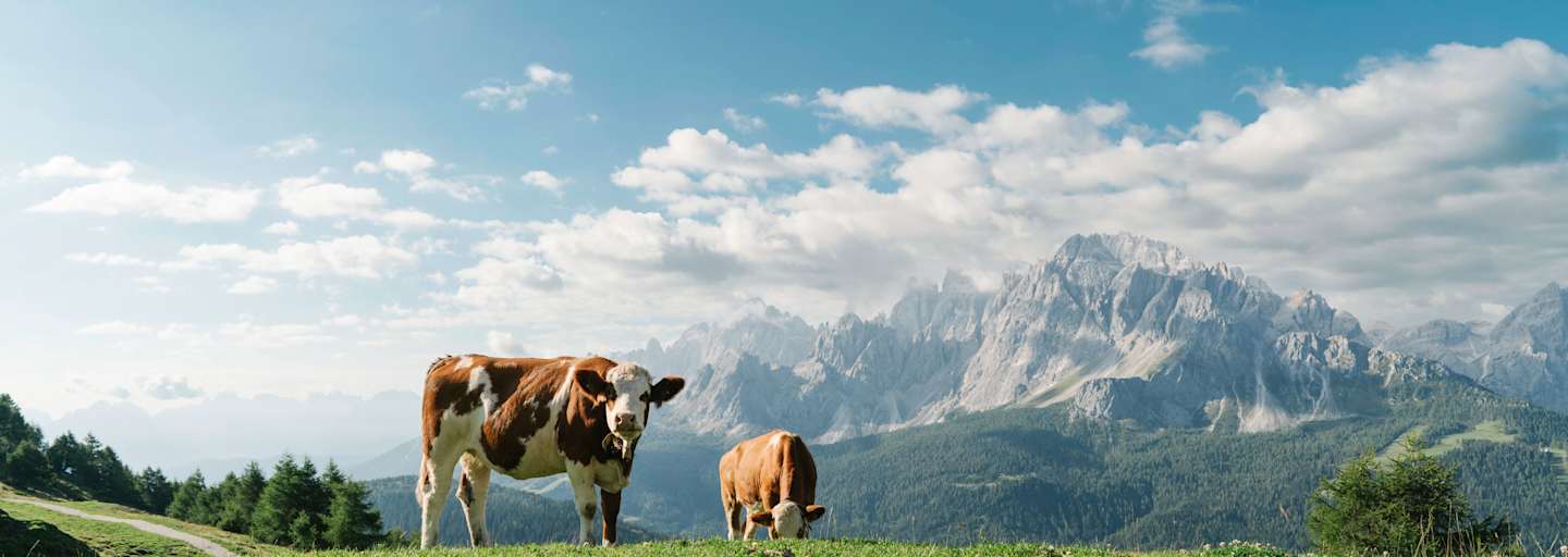 Dolomiten: Kühe auf der Klammbachalm in Südtirol