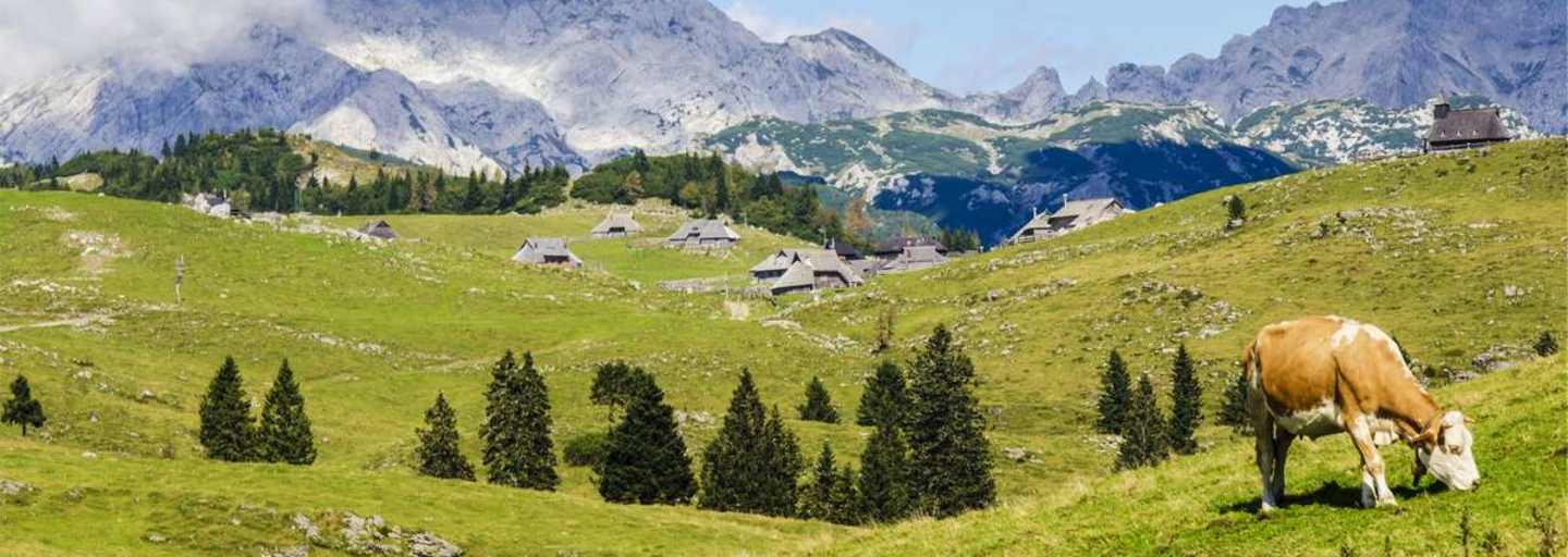 Aktionsplan Sichere Almen