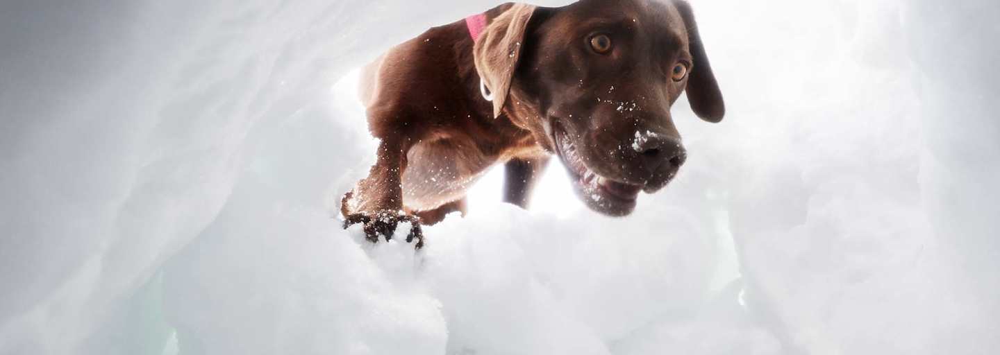 Hund schaut in ein Schneeloch