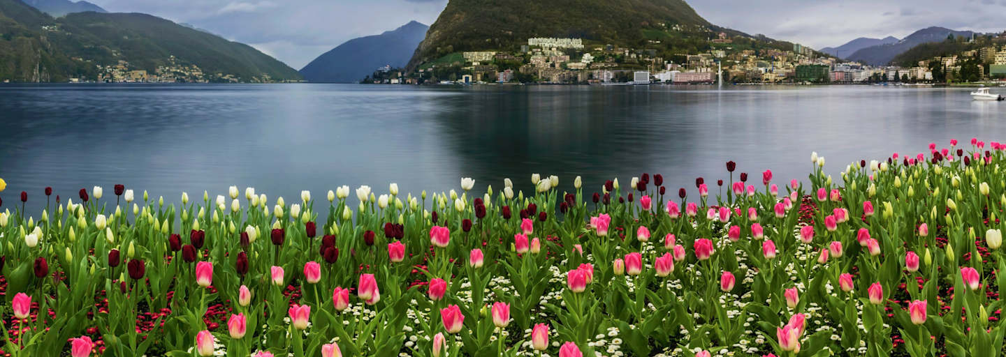 Tulpen am Luganersee