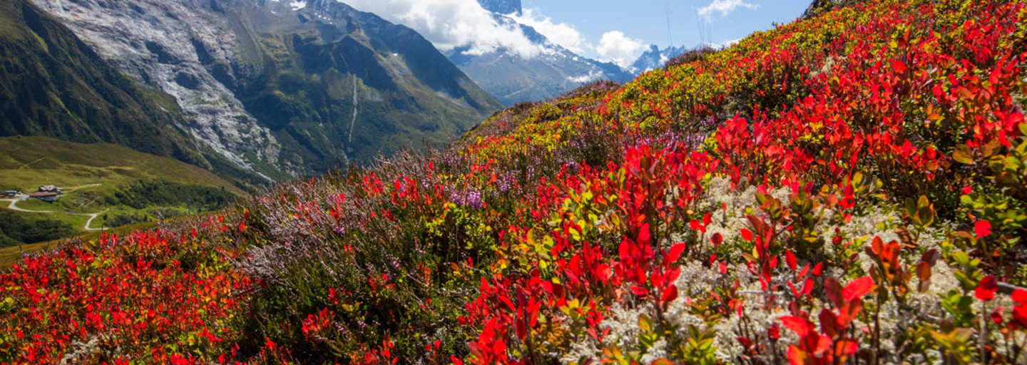 Die Farben des Spätsommers, im Hintergrund das Mont Blanc-Massiv