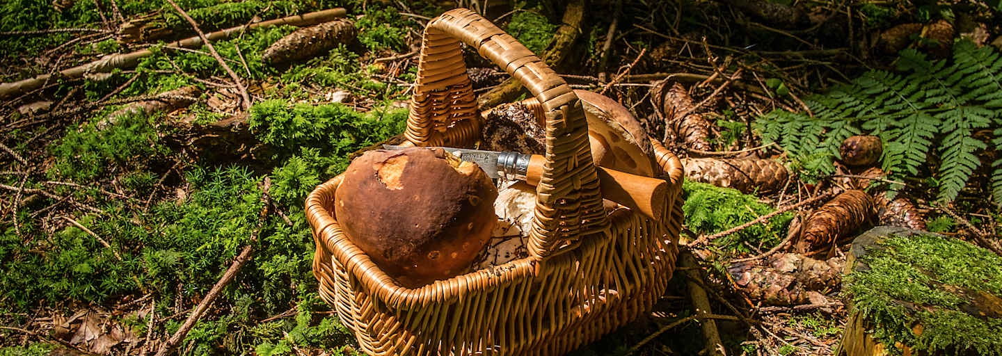 Pilze sammeln Gesetze