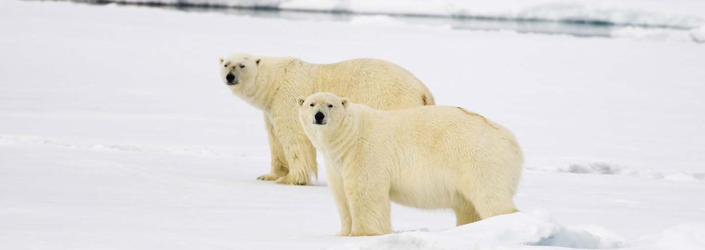 Eisbären Welteisbärentag