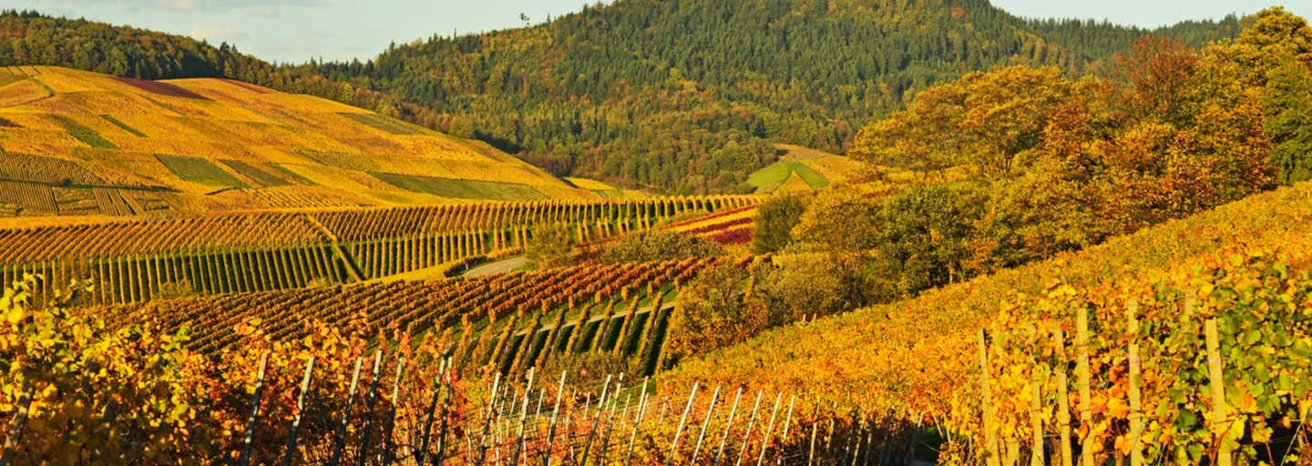 Die Weinberge und die Yburg in Baden Württemberg im goldenen Herbst.