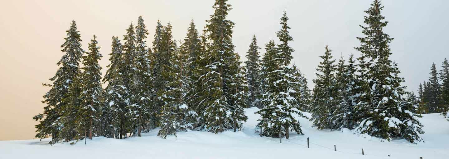 Eingeschneite Bäume im Abendlicht: Romantische Stimmung am Hochwechsel (1.743 m) in Niederösterreich