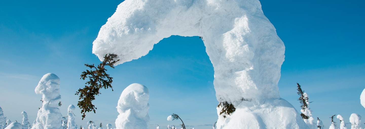 Gebogene Bäume durch Schnee in Kuntivaara, Finnland 