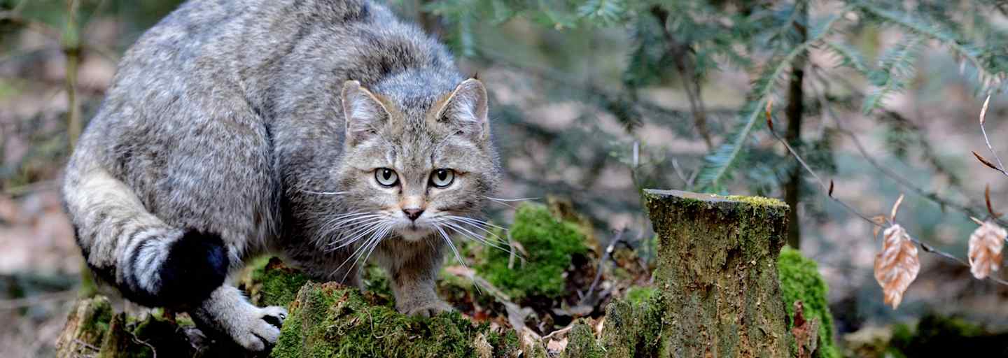 Die Wildkatze ist der Hauskatze sehr ähnlich: Ein typisches Merkmal ist der dicke Schwanz mit nicht verbundenen schwarzen Ringen und schwarzem, stumpfem Ende.
