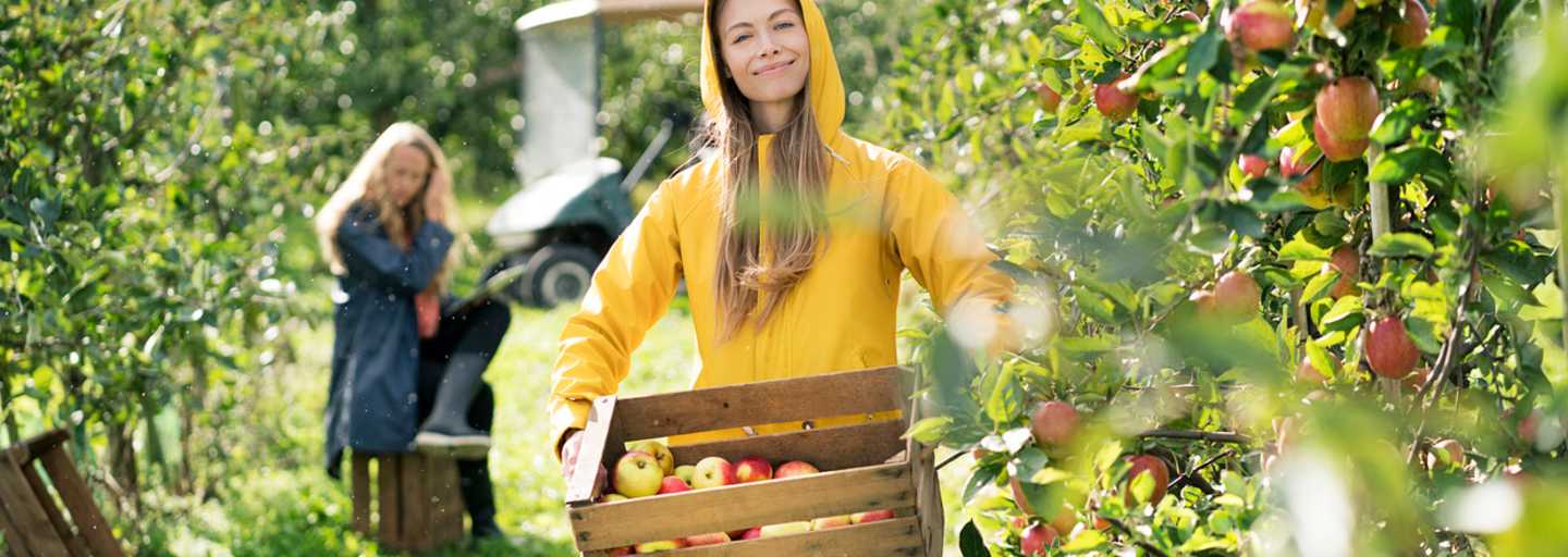 Apfelernten entlang des Apfelwegs in Südtirol