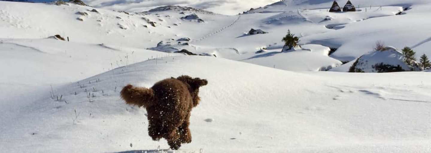 Völlig schwerelos scheint der gefellte Vierbeiner über die Schnellandschaft zu schweben, Kanton Uri, Schweiz
