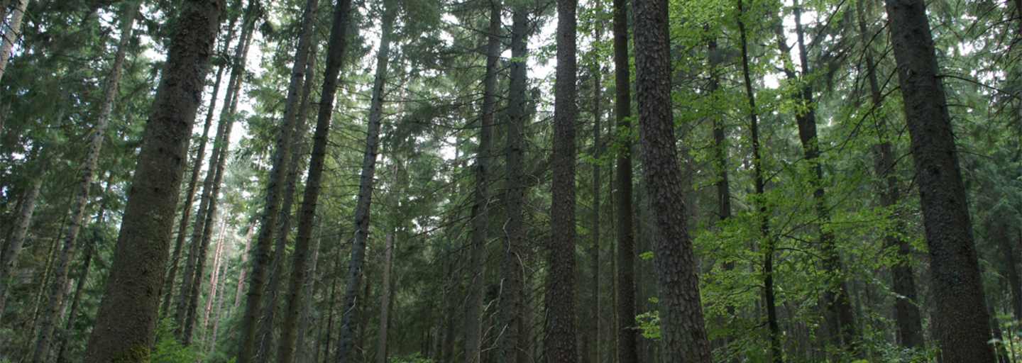 Moldau Bayerischer Wald Wanderung