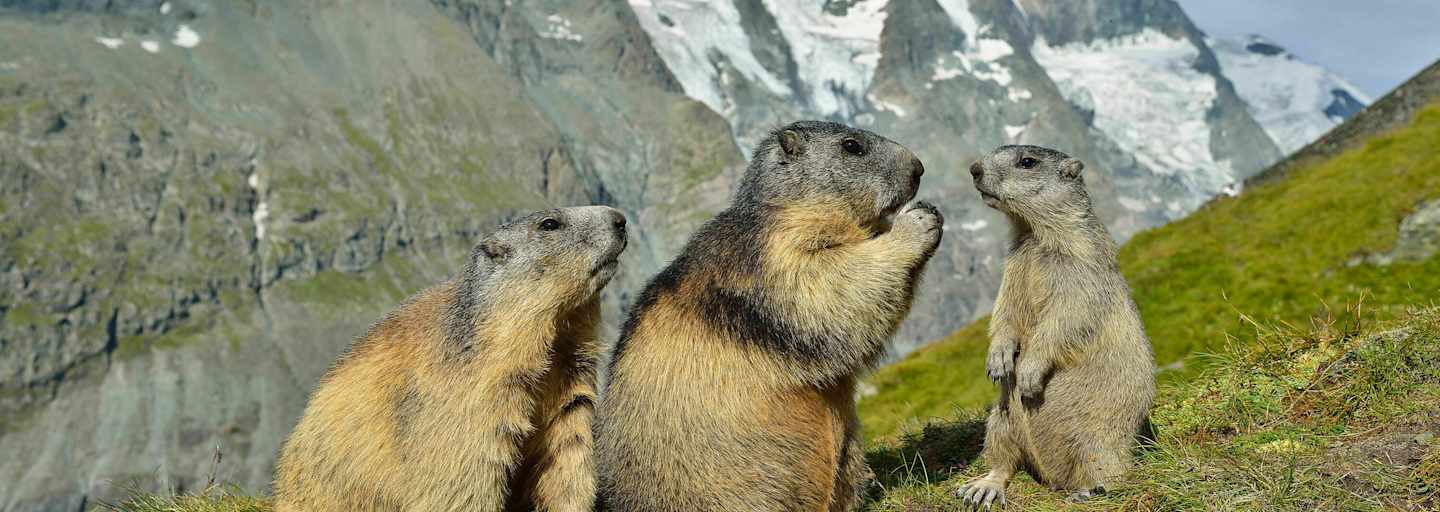 Berg-Know-How: Tiere der Alpen